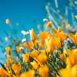 a group of flowers