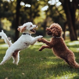 two dogs playing in a park